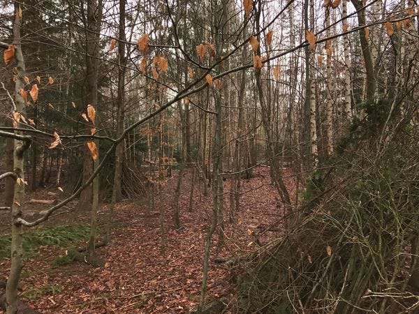 Fastenzeit: 7 Wochen ohne oder 7 Wochen Wald Tag 28 — Orientierung