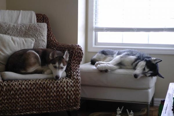 Why dogs smell?. You will probably be surprised, but the… | by Aigle