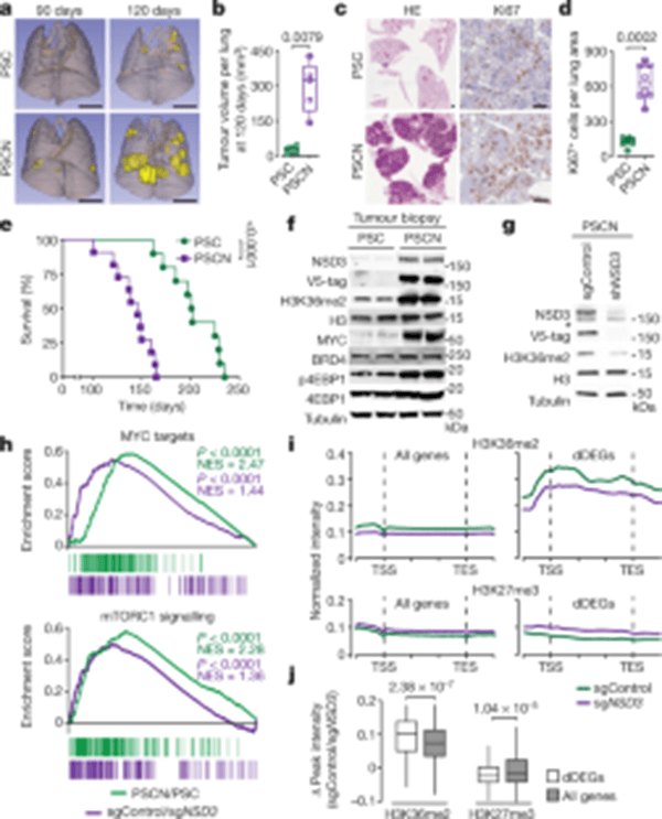 Find the Key Driver Inducing Squamous Cell Carcinoma — NSD3