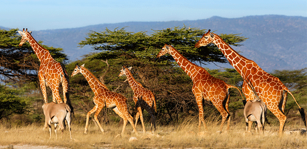 Top 15 Safari Destinations To Visit In Kenya | How To Reach | Best Time To Visit | Main Festivals