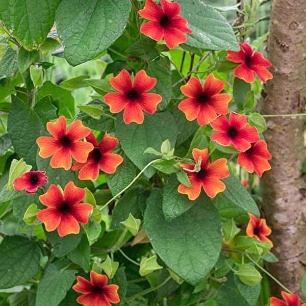 Climbers And Creepers Plants Buy Climbers And Creepers Plants online