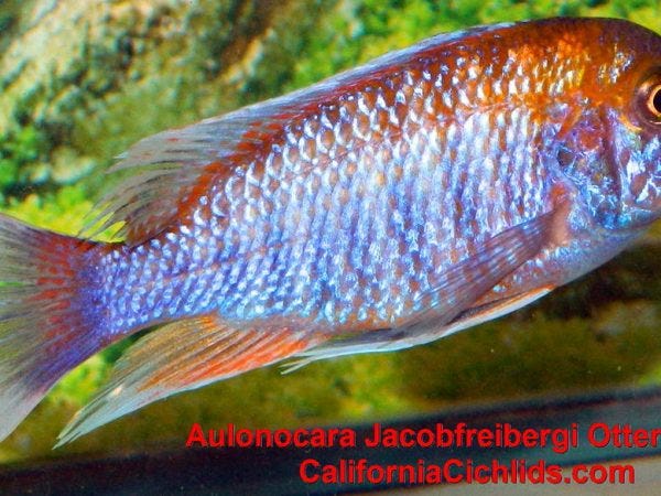 Jacobfreibergi Peacock Cichlid Female