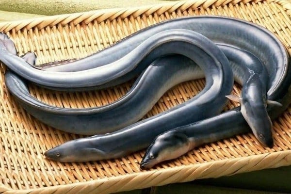 Why the Japanese Market Wants Live, Filleted, and Processed Eels: A Huge Opportunity for Eel…