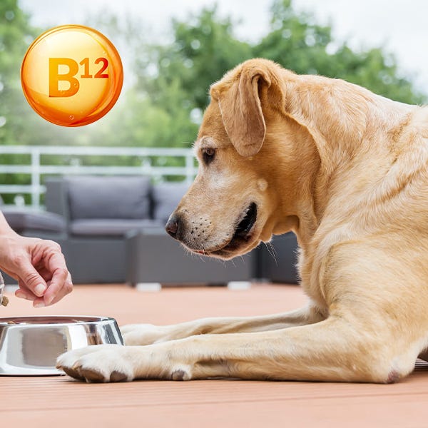 Why Should You Prefer B12 Supplement For Dogs? VetandTech