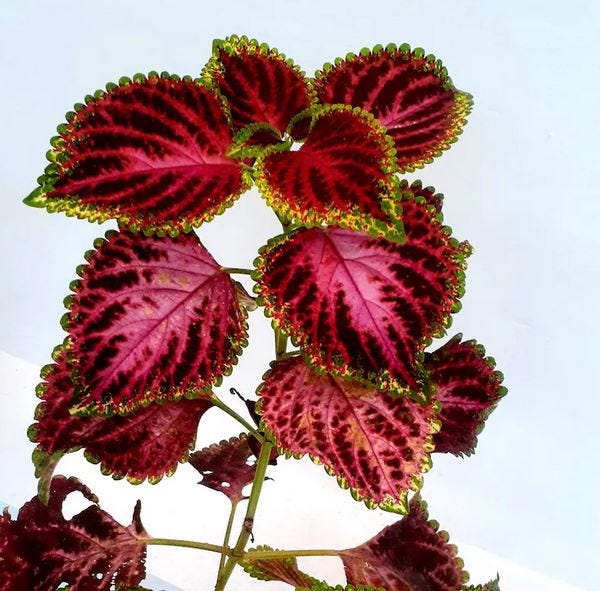 Grow Stunning Foliage with Rere Colorful Coleus Seeds — Non-GMO & Beginner-Friendly
