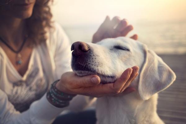 como identificar al labrador