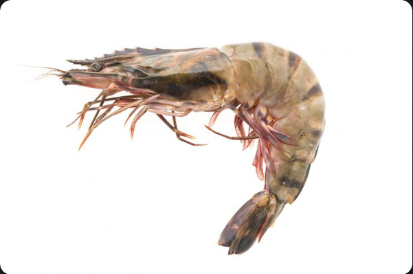 Crossing Oceans of Quality: What Sets the Best Prawn Exporters in the World Apart