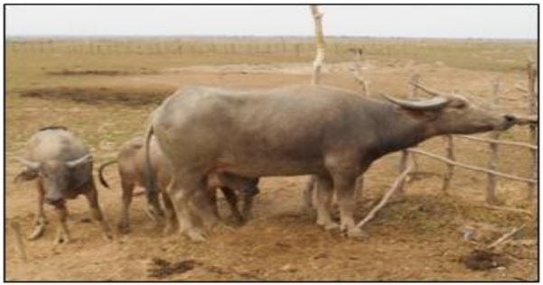 The fertility of South Kalimantan buffalo spermatozoa after cold preservation and cryopreservation