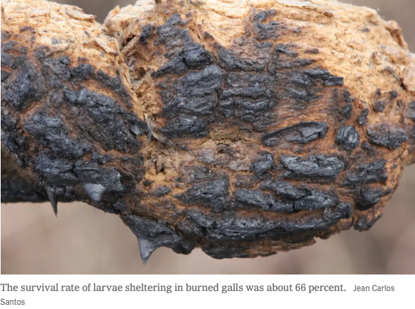 Insect Galls Protect from Fire