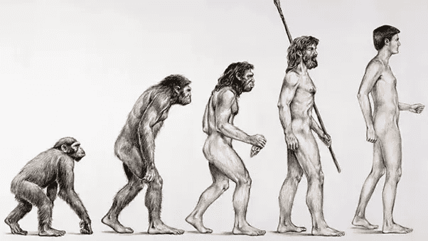 Why Anthropocentrism goes against Evolution: Humans and the rise