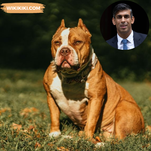 Rishi Sunak To Ban On American XL Bully Dogs In UK | By ...