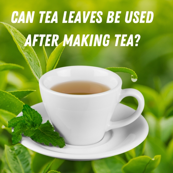 Can Tea Leaves Be Used After Making Tea? by Jeniekart May, 2023