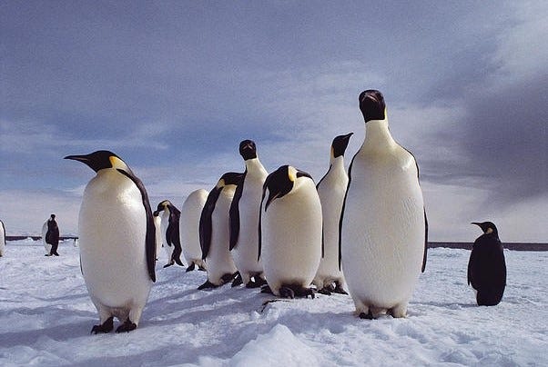 A Quick Fun&Interesting Glance On Penguins | by Urooba Zeeshan | Oct