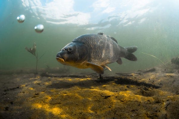A BRIEF HISTORY OF CARP FISHING — WHY IS IT SO POPULAR?
