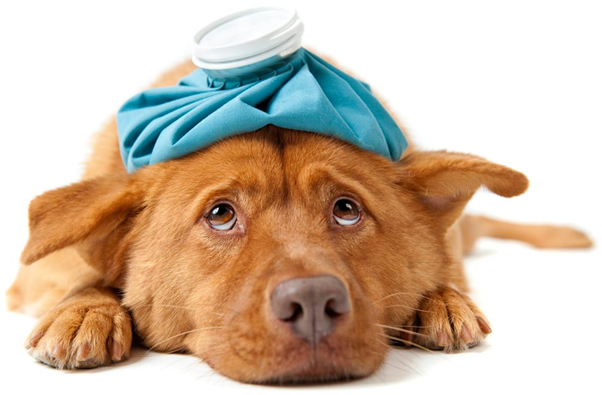 The Most Effective Homemade Food for a Sick Dog by furr meals