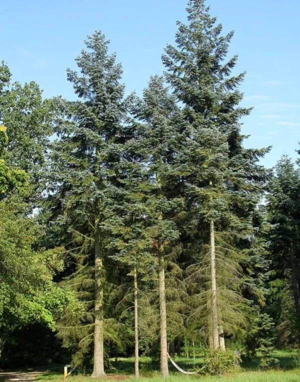 Fantastic Trees That Start With F : A Nature Lover’s Guide - Alen Scott ...