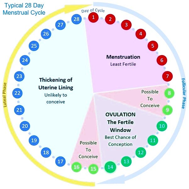 WHAT IS THE PERFECT TIME TO CONCEIVE PREGNANCY ? | Medium