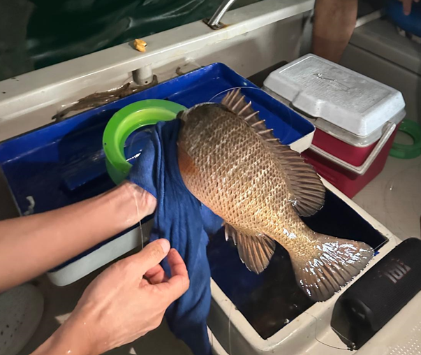妹豬初釣櫃底賞銀杏