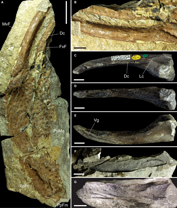 Pincers of Praearcturus gigas. Credit: Howard et al. 2026