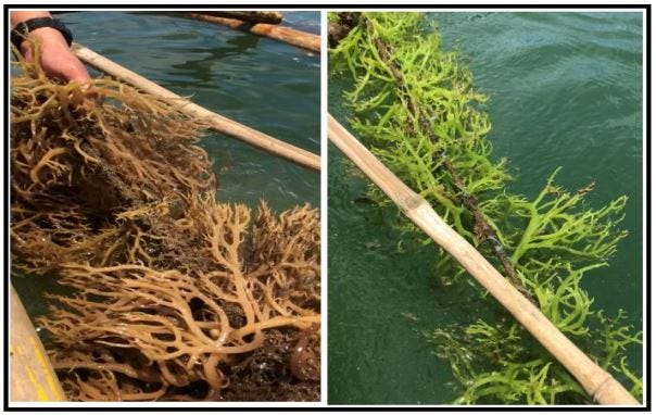 Microbiological profile of cultured seaweeds kappaphycus alvarezii