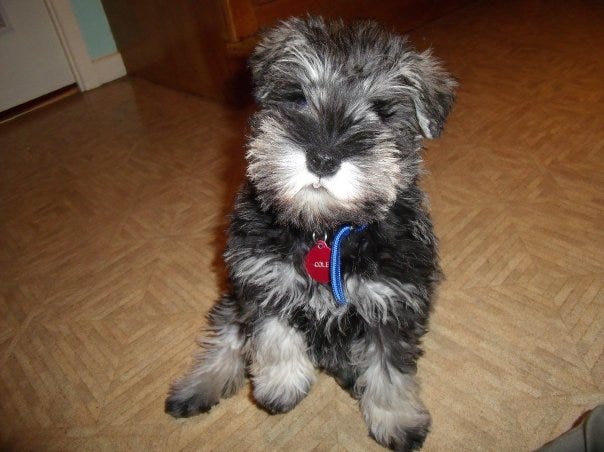 Prepping Your Miniature Schnauzer for the Groomer