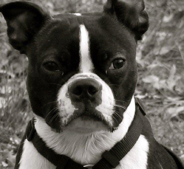 BOSTON TERRIERS —. With an average height and weight of 16… | by Matthew  Prinn | Medium