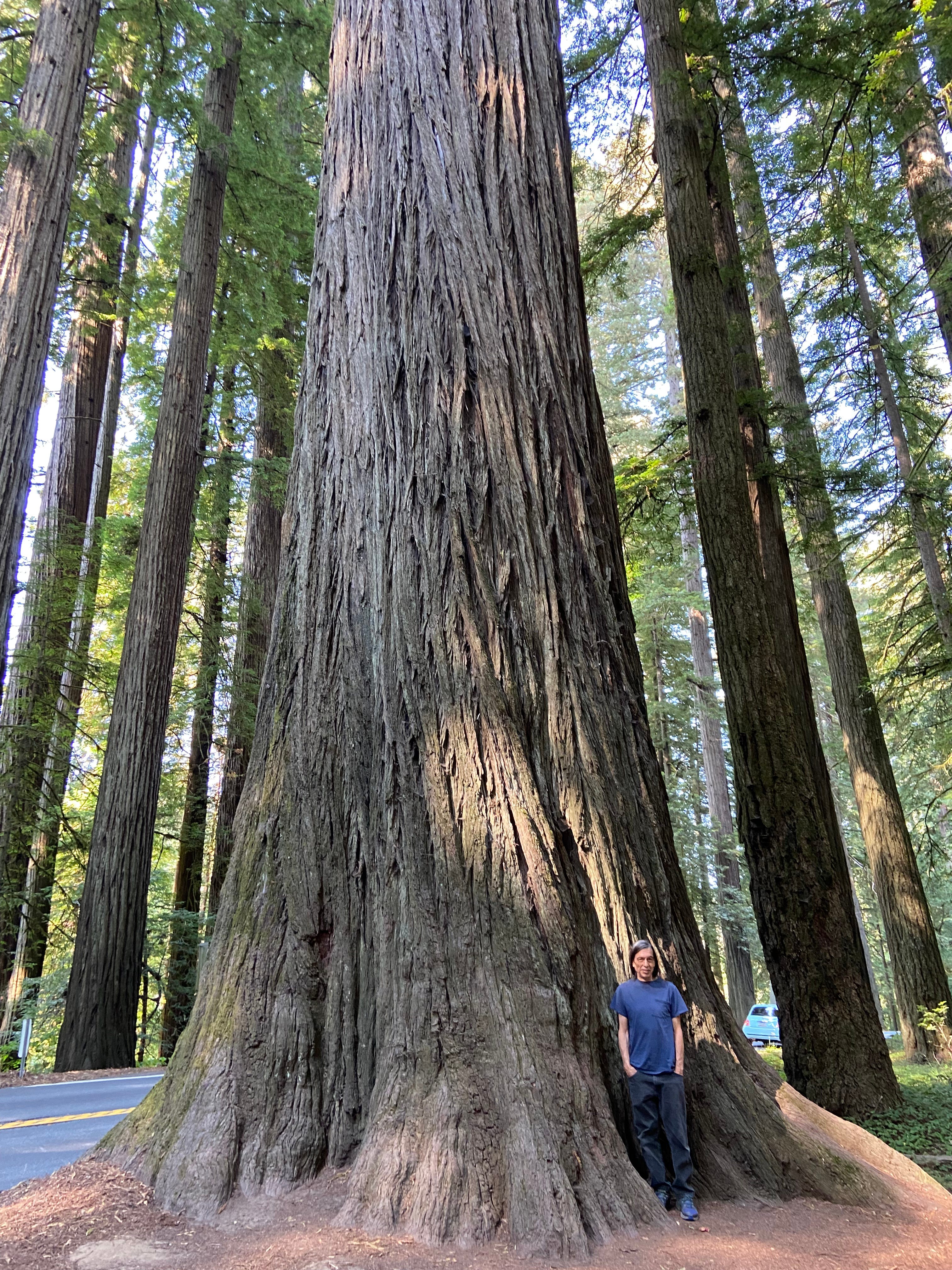 Where the Ocean and Redwoods Meet | by Melody | Medium