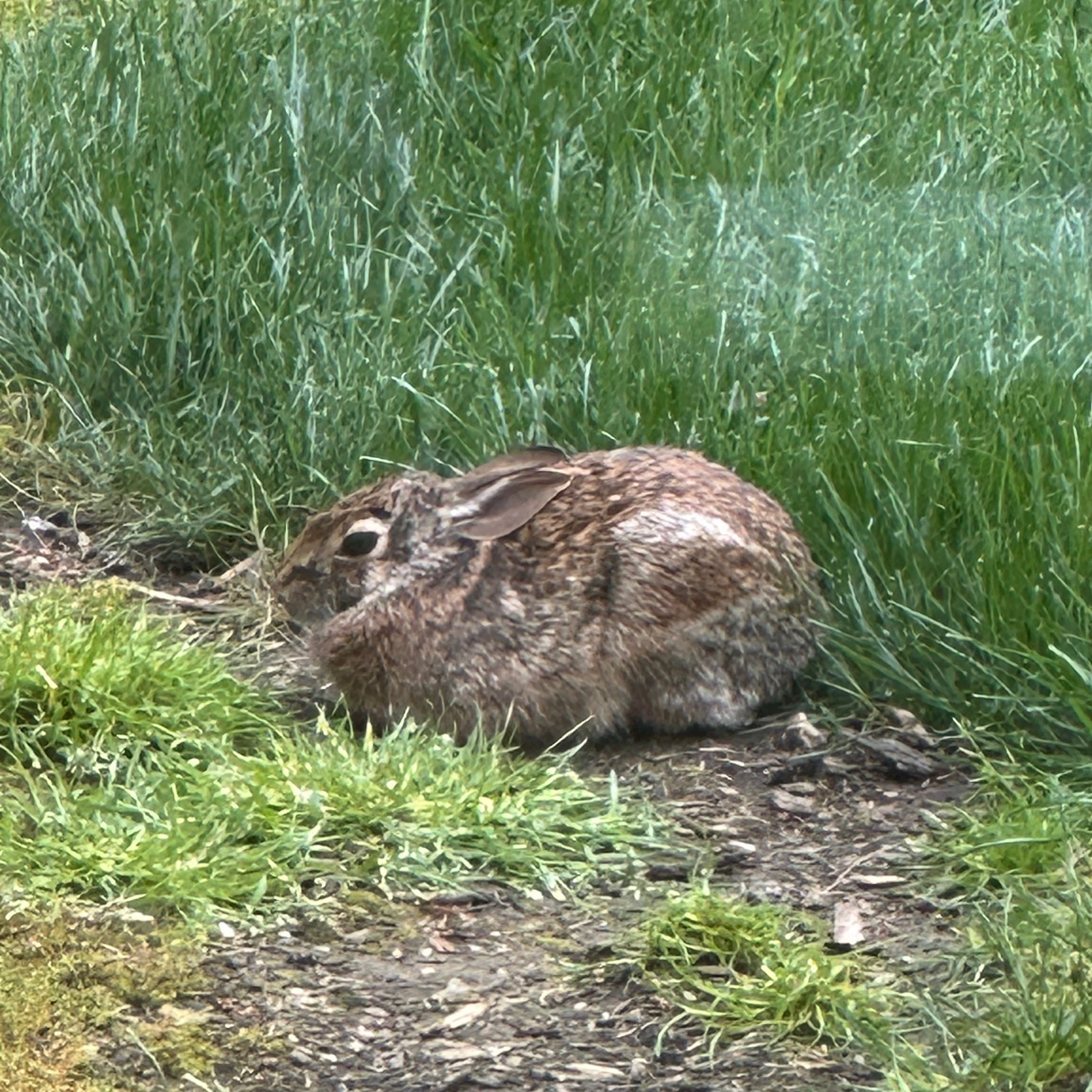 Wild bunny at center of family debate – The Mercury News