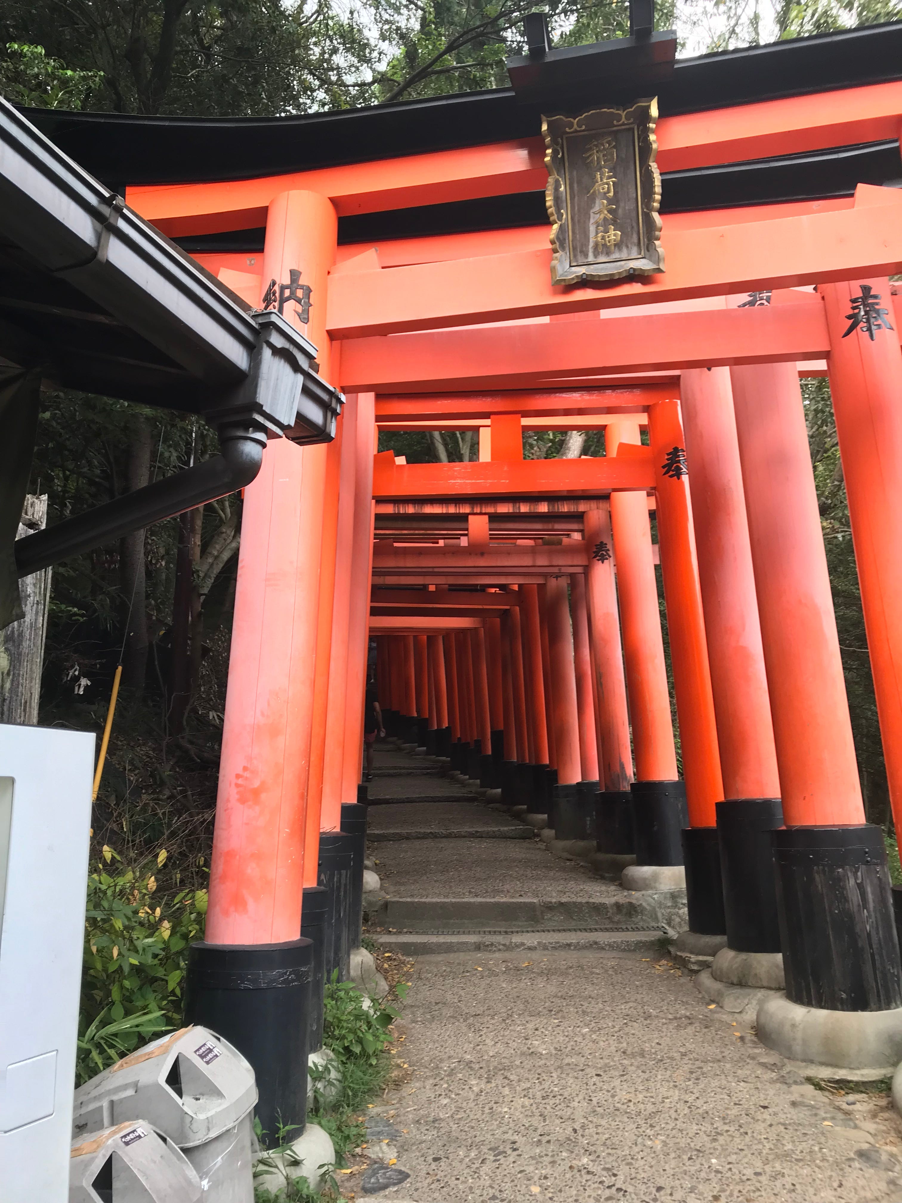 This iconic bamboo grove is Tokyo's top attraction and rightly so, Kyoto -  Times of India Travel