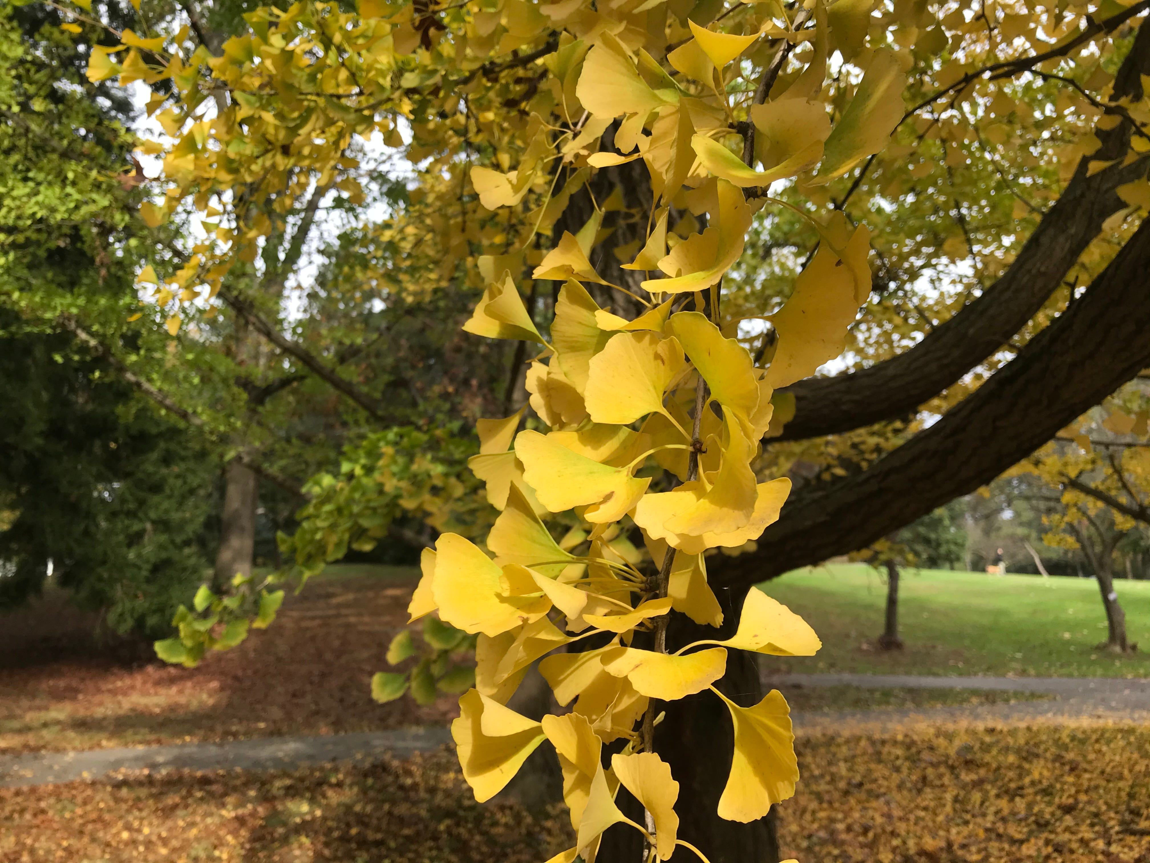 The story of Ginkgo Biloba should be a great lesson of why not to fall in despair during this challenging time 5