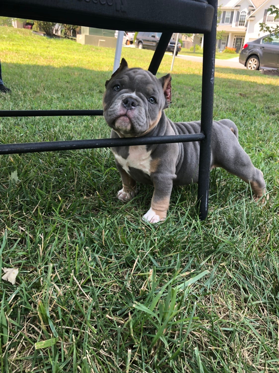 Cesar our lilac tri pocket bully stud ready to work and proven  🌈💯👌🔥🇬🇧🐶