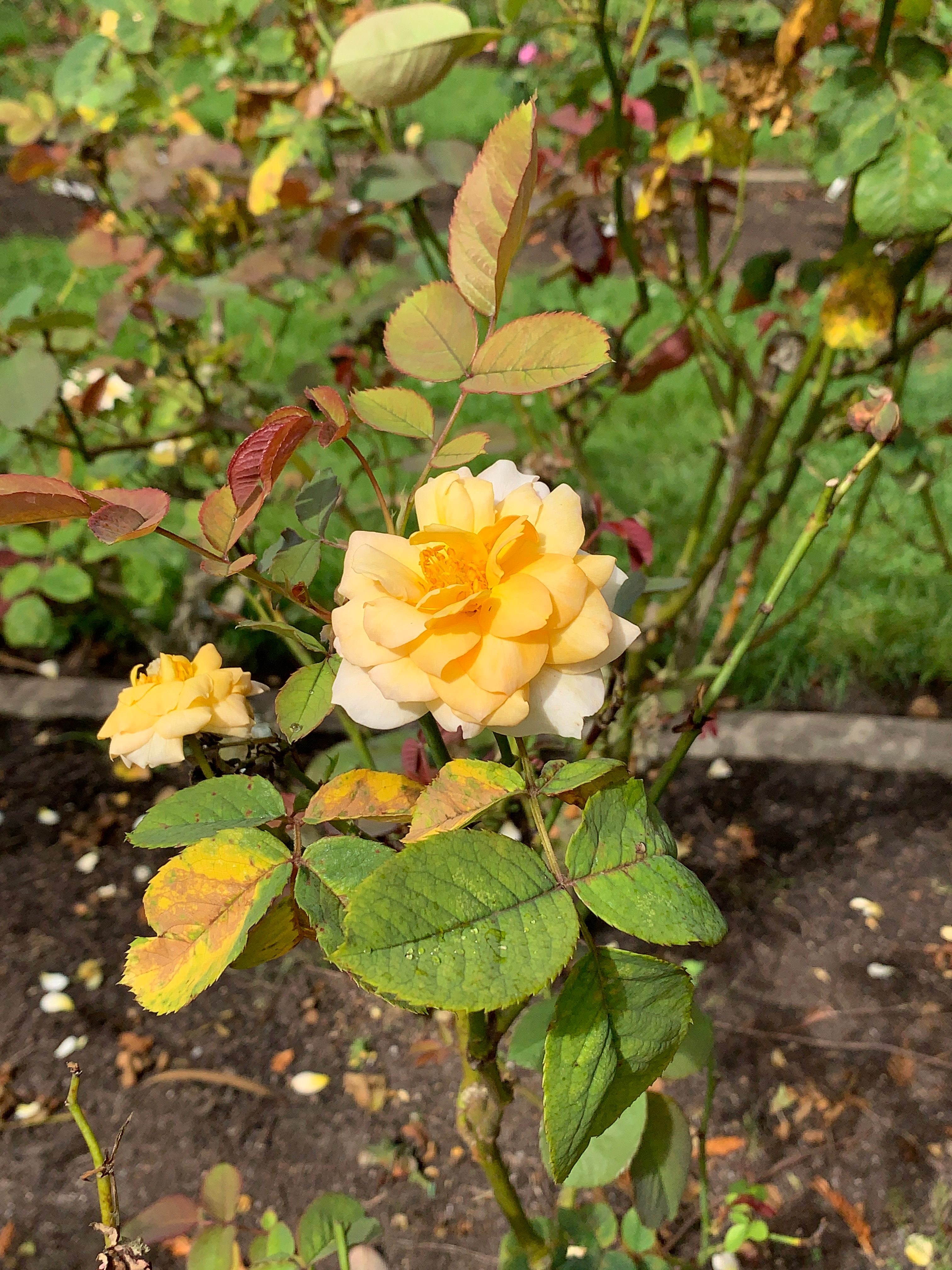 My favorite way to bike in Golden Gate Park