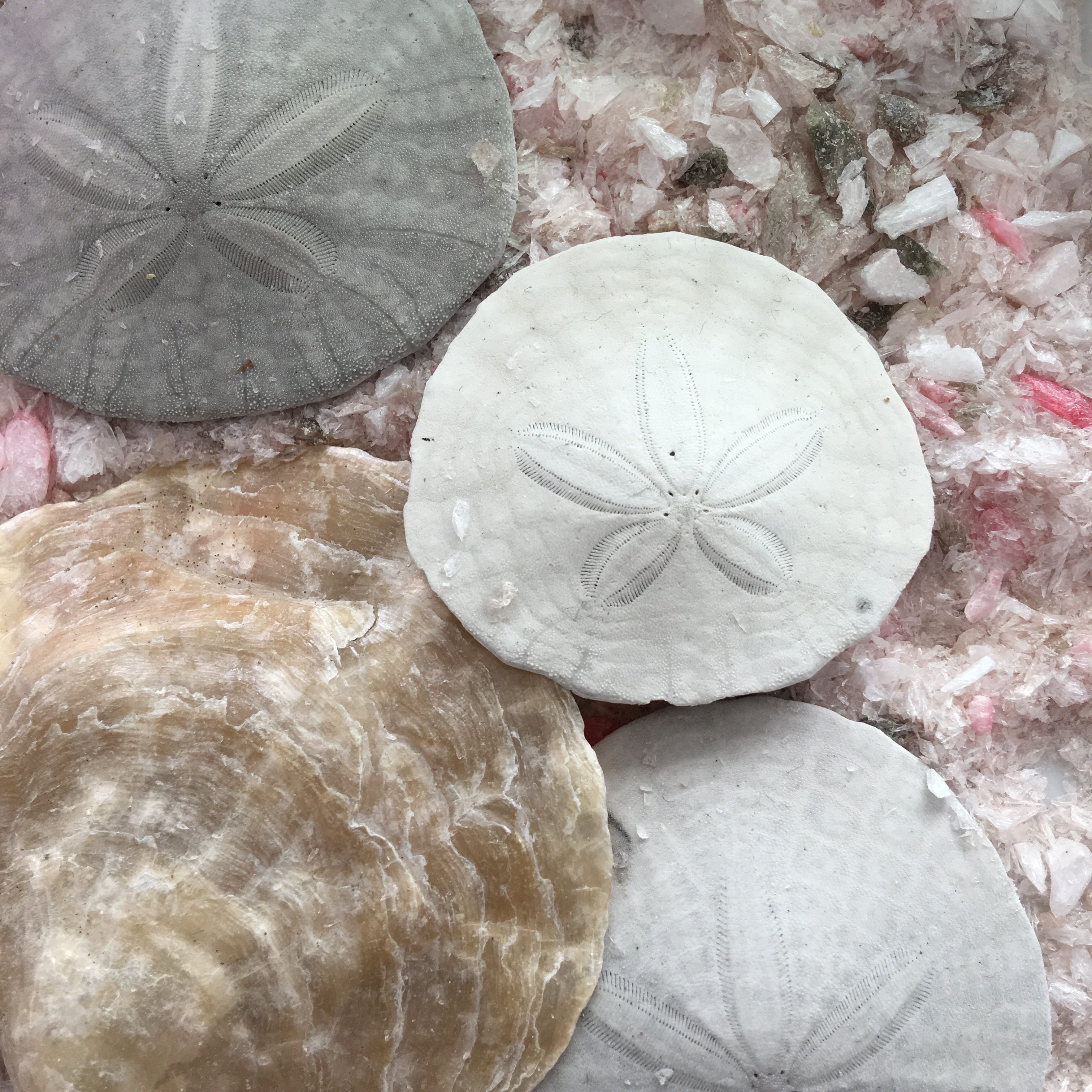 Parable of the sand dollars. One day, when I was walking along the…, by  Marlene Veltre