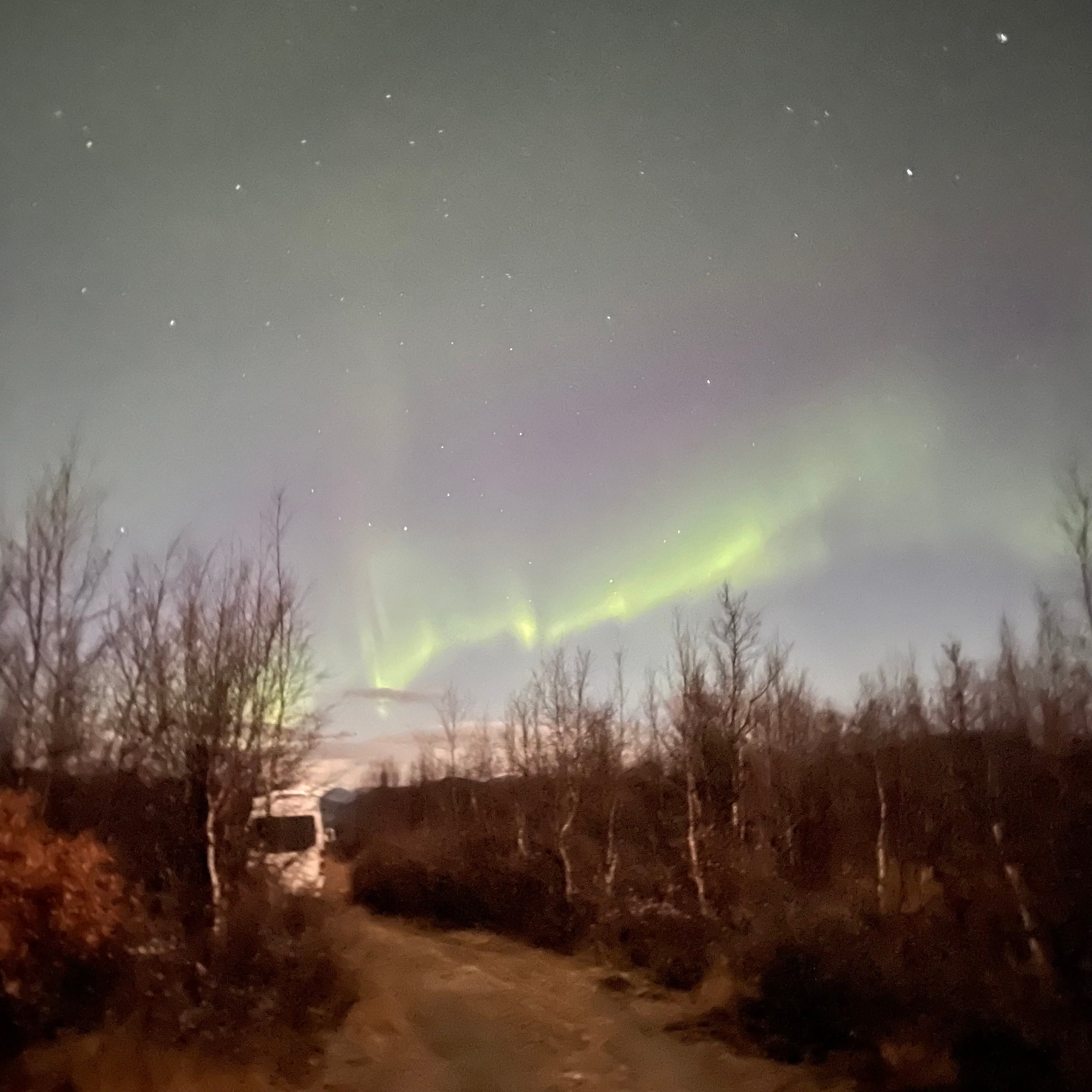 17+ Northern Lights Plant StephanieMuneeb