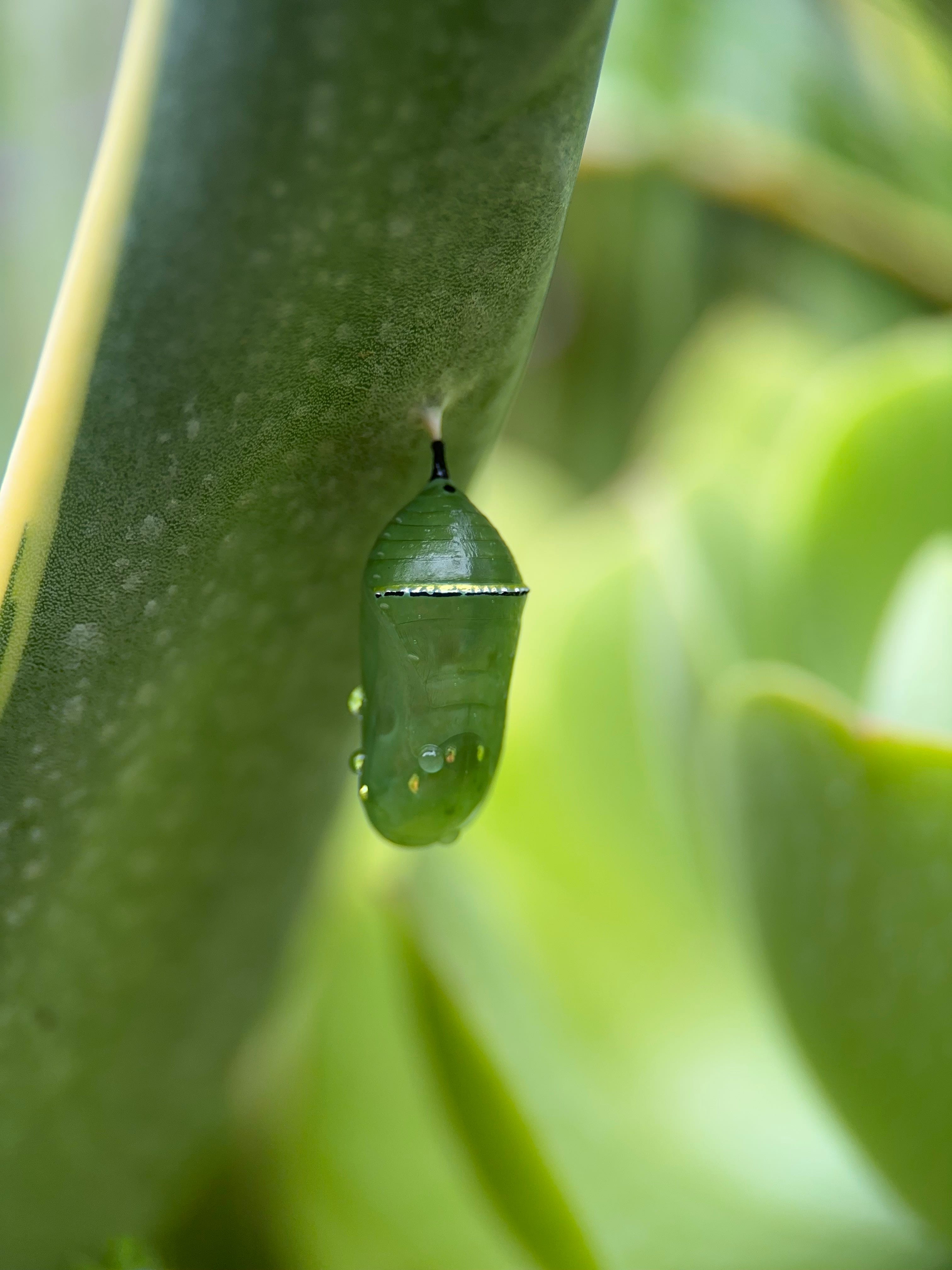 We Have a Monarch Chrysalis!. We turned our garden into a habitat for | by  Erika Burkhalter | Butterfly Dreams | Medium