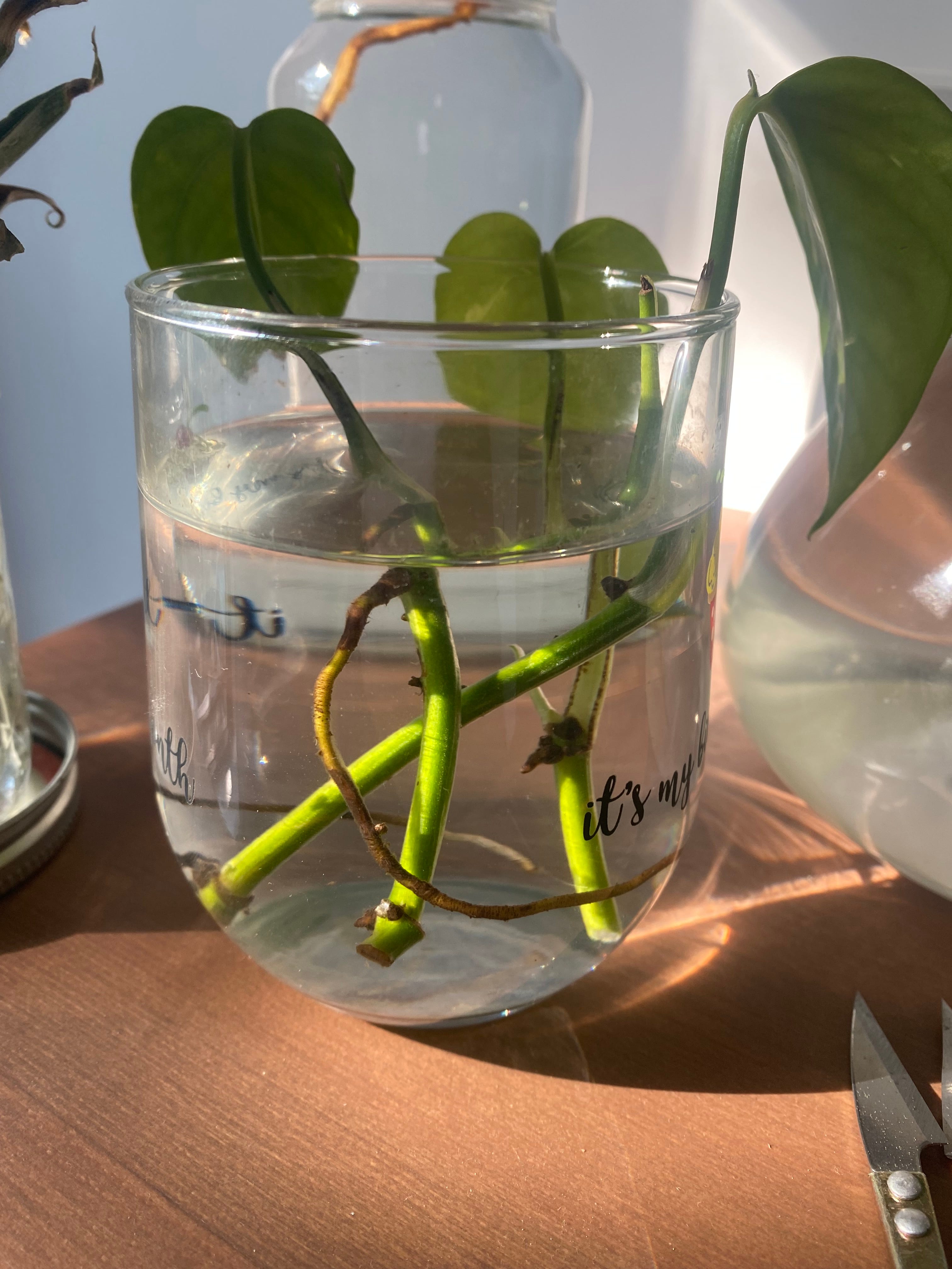 How To Propagate: The Golden Pothos (The Long Version) | by Matt Croak  Plants | Medium