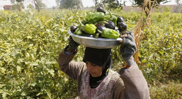 Cultivating Hope: Voluntary Agricultural Project Provides Free Vegetables to Al Taawun Camp…