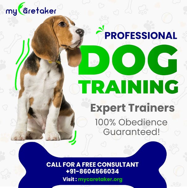 Best Pet Care Service in Near By. by My care Teker Medium