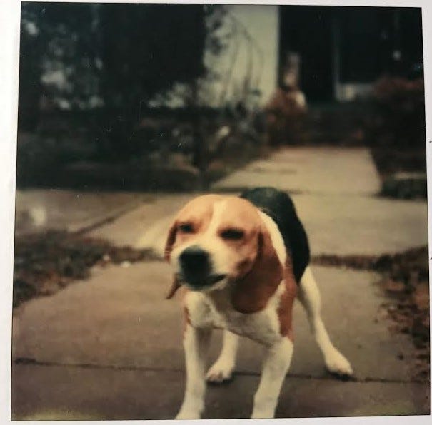 Bugle. A piece about an extraordinary dog. by Anne Sherwood