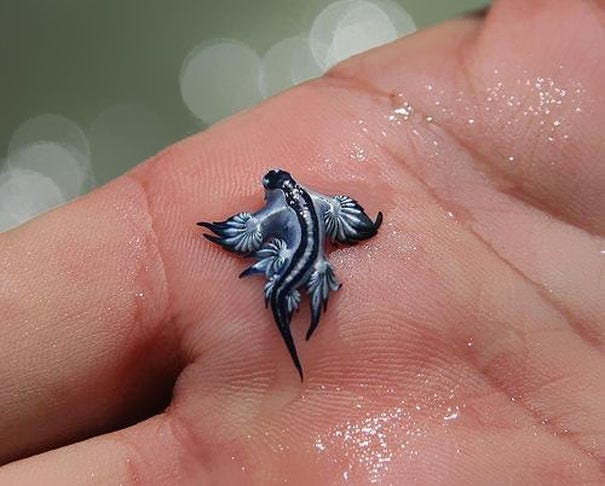 Glaucus Atlanticus”. Also known as the blue dragon, this… | by D K | Medium