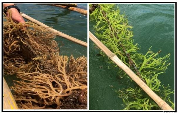 Microbiological profile of cultured seaweeds kappaphycus alvarezii