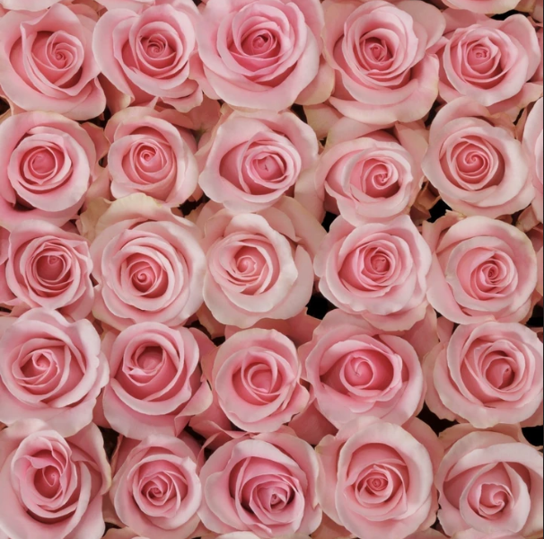 Dried Flower BouquetsWhy Should You Purchase Fresh & Dried Flower