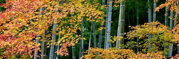 Pohon Maple dan Bambu Jepang