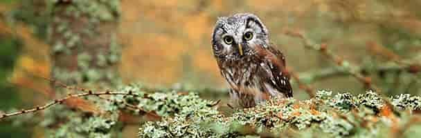 Burung Hantu Boreal