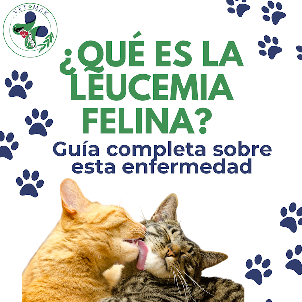 ¿Qué es la leucemia felina? Guía completa sobre esta enfermedad