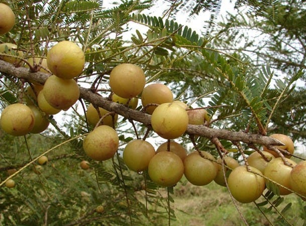 Амла (Эмблика, Амалаки, Emblica officinalis) — польза или вред? | by ...