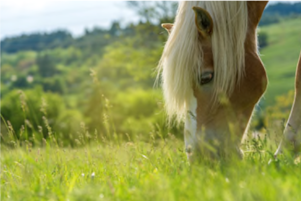 Ruwvoer: de basis voor elk paard