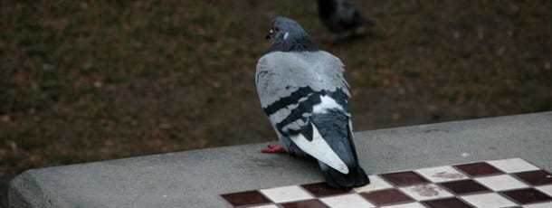 O Complexo do Pombo Enxadrista nunca fez tanto sentido 