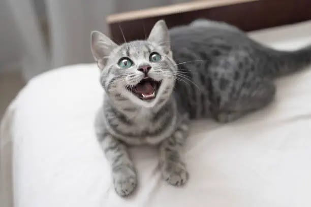 Uncovering the Reason Behind Feline Vocalizations: Exploring Why Do
