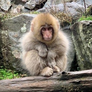Experiencing the Hot Spring Spa Loving Snow Monkeys of Japan | by